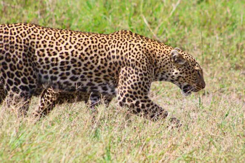 Masai Mara: 2 Day Private Safari In a 4x4 Land Cruiser - The Experience from a Traveler’s Perspective