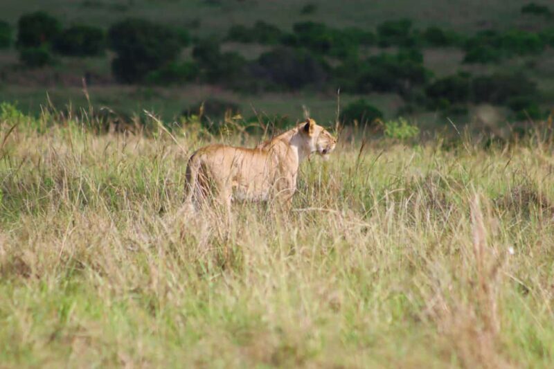 Masai Mara: 2 Day Private Safari In a 4x4 Land Cruiser - Who This Tour Is Best For