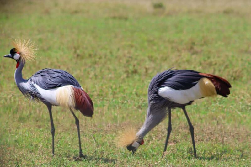 Masai Mara: 2 Day Private Safari In a 4x4 Land Cruiser - FAQ