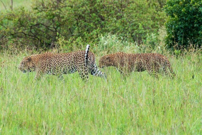 Masai Mara 3 Day Safari | Private 4WD Jeep Tour - Key Points