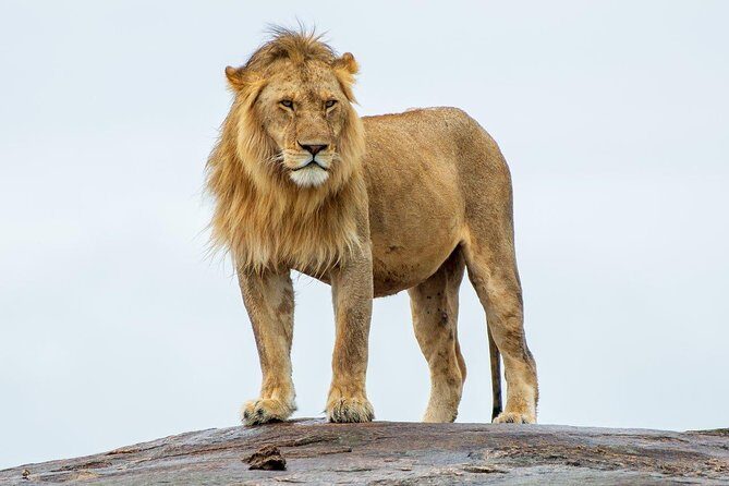 Masai Mara 3 Day Safari | Private 4WD Jeep Tour - The Sum Up: Who is this tour best for?