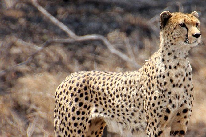 Masai Mara 3 Days Luxury Tented Safari - Final Thoughts