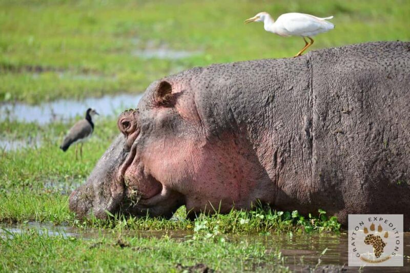 MASAI MARA: 3 DAYS MASAI MARA BUDGET GROUP JOINING SAFARI - Key Points