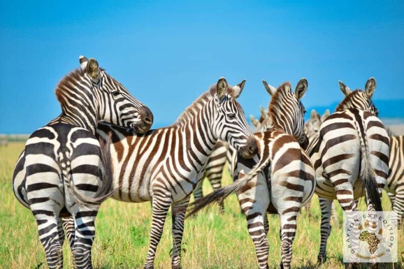 MASAI MARA: 3 DAYS MASAI MARA BUDGET GROUP JOINING SAFARI - What’s Included & What’s Not