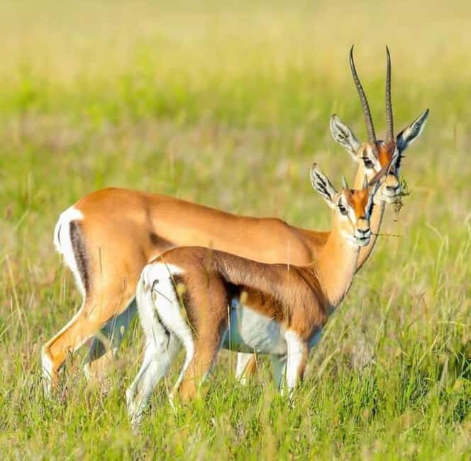 MASAI MARA: 3 DAYS MASAI MARA BUDGET GROUP JOINING SAFARI - Why Choose This Safari?