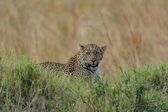 Masai Mara 3Days Safari Adventure - The Experience: What You Can Expect