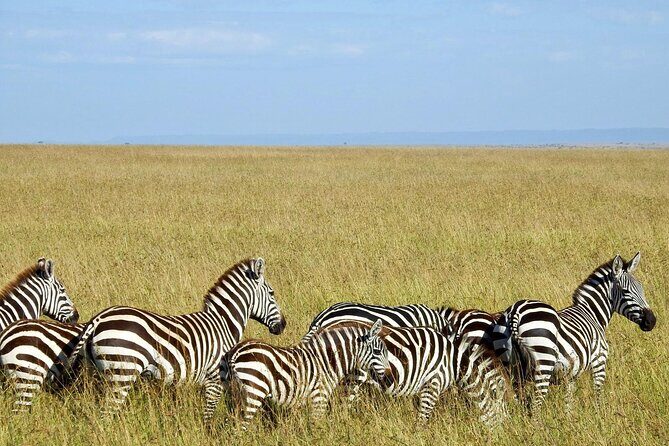 Masai Mara 3Days Safari Adventure - Pricing and Value