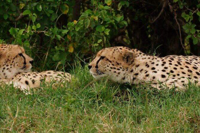 Masai Mara 3Days Safari Adventure - Authentic Encounters and Expert Guidance