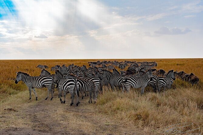 Masai Mara 3Days Safari Adventure - Who Should Consider This Tour?