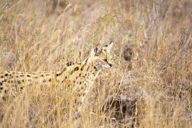 Masai Mara 3Days Safari Adventure - Final Thoughts: Is This the Right Safari for You?