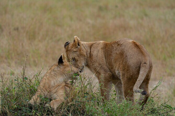 Masai Mara 3Days Safari Adventure - FAQs