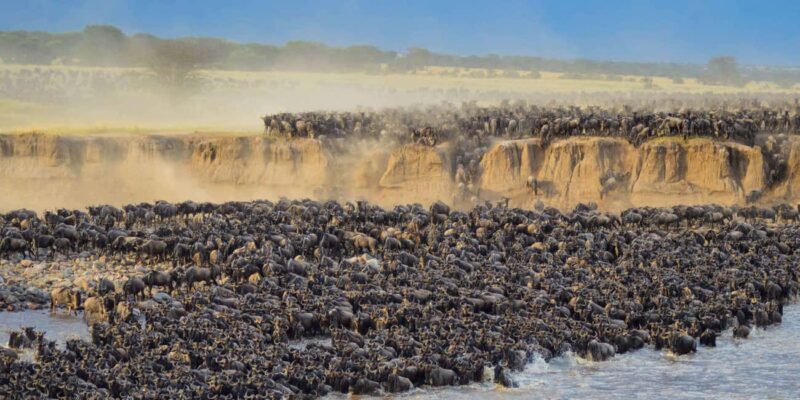 Masai Mara: 4-day safari for the great wildebeest migration - Key Points