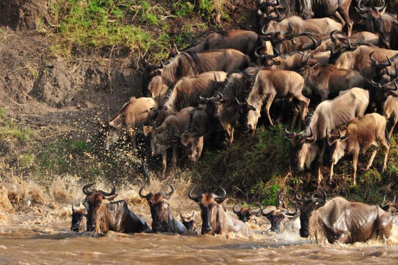 Masai Mara: 4-day safari for the great wildebeest migration - Final Thoughts: Is This Safari Right for You?