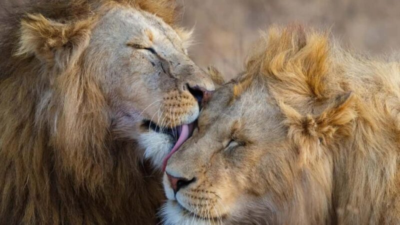 Masai Mara: 7-Day Safari Tour with Game Drives & Boat Rides - Key Points