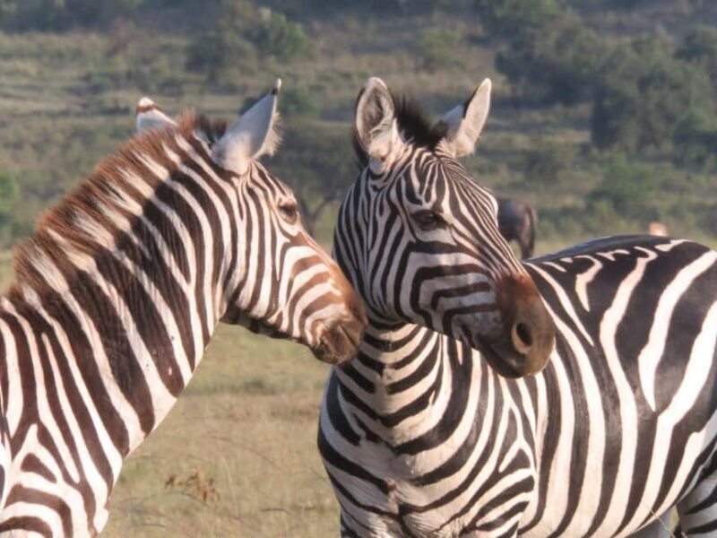 Masai Mara, Amboseli, Nakuru, & Naivasha Lakes 7-Day Safari - The Journey Begins: From Nairobi to the Masai Mara