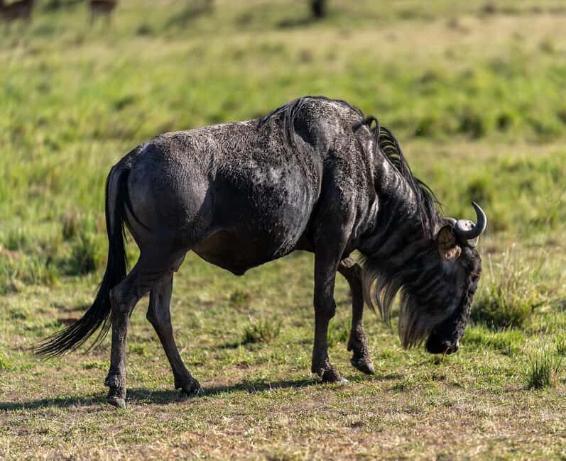 Masai Mara, Amboseli, Nakuru, & Naivasha Lakes 7-Day Safari - Cultural Insights: Visiting a Maasai Village