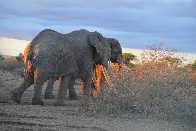 Masai Mara classic safari with optional Masai Village - A Closer Look at the Maasai Mara Safari Experience