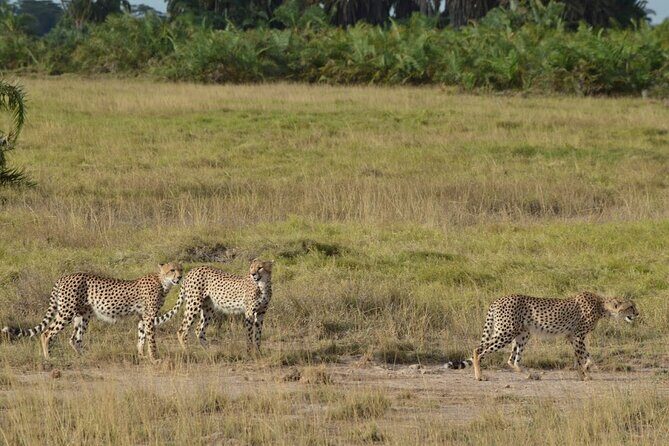 Masai Mara classic safari with optional Masai Village - Final Thoughts: Is This Safari Right for You?