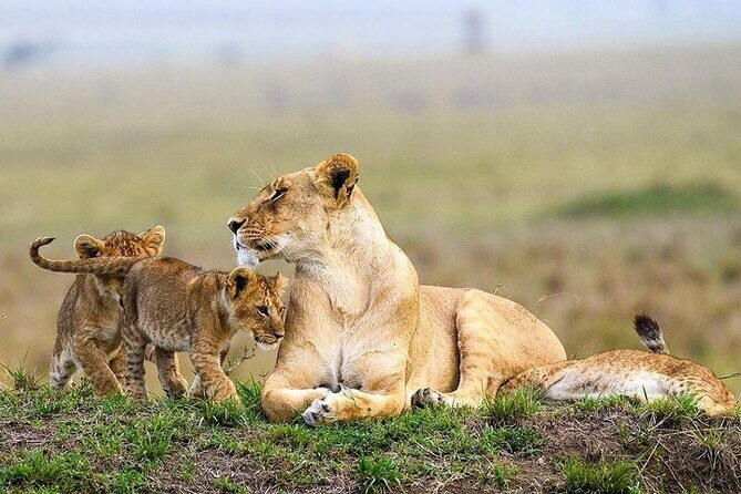 Masai Mara classic safari with optional Masai Village - FAQ