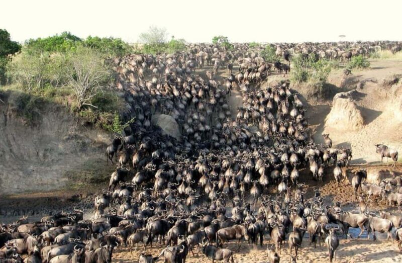 Masai Mara Day Tour and Masai Village visits - Who Is This Tour Best For?