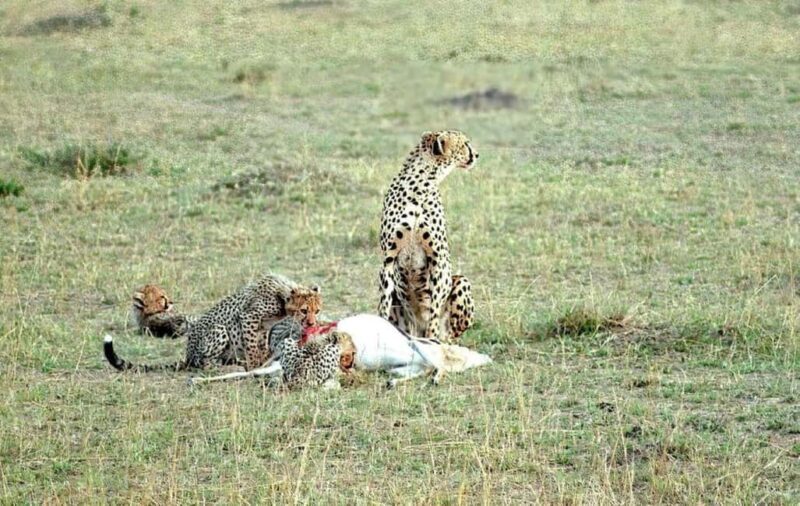 Masai Mara Day Tour and Masai Village visits - Final Thoughts