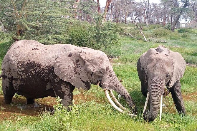 Masai Mara Full Day Tour from Nairobi, Naivasha or Nakuru - The Value in the Details
