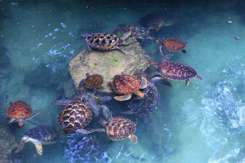 Massai village & Baraka turtules aquarium - Key Points