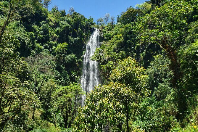 Materuni Waterfall, Coffee Tour and Picnic Hot Lunch - The Coffee Tour: A Cultural and Tasting Journey