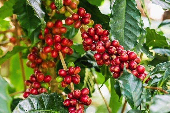 Materuni Waterfalls & Coffee Tour from Moshi - A Complete Look at the Materuni Waterfalls & Coffee Tour