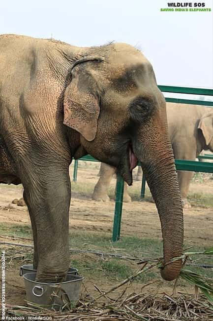 Mathura in a Day: Spiritual Temples & SOS Animal Rescue Tour - Key Points