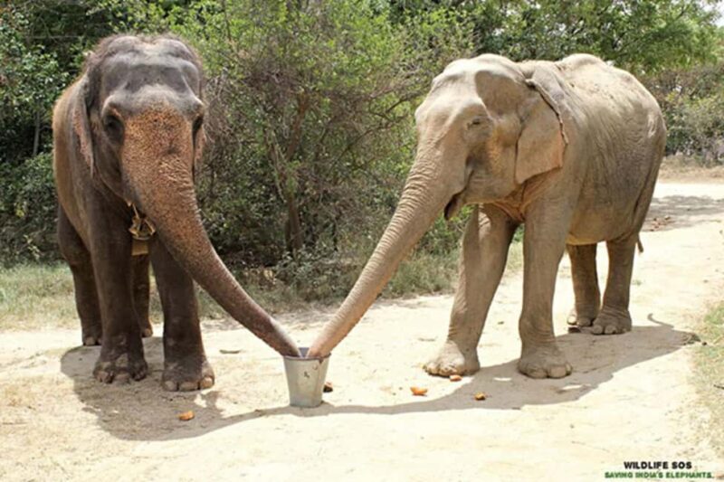 Mathura in a Day: Spiritual Temples & SOS Animal Rescue Tour - Who Will This Tour Suit?