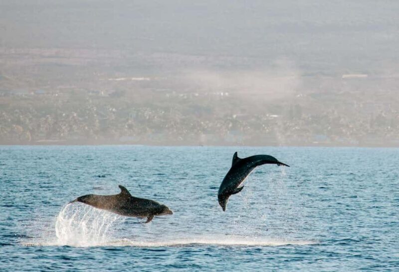 Maui: Afternoon Catamaran Sail w/ Local Culture & Cocktails - Authenticity and Reviews from Travelers