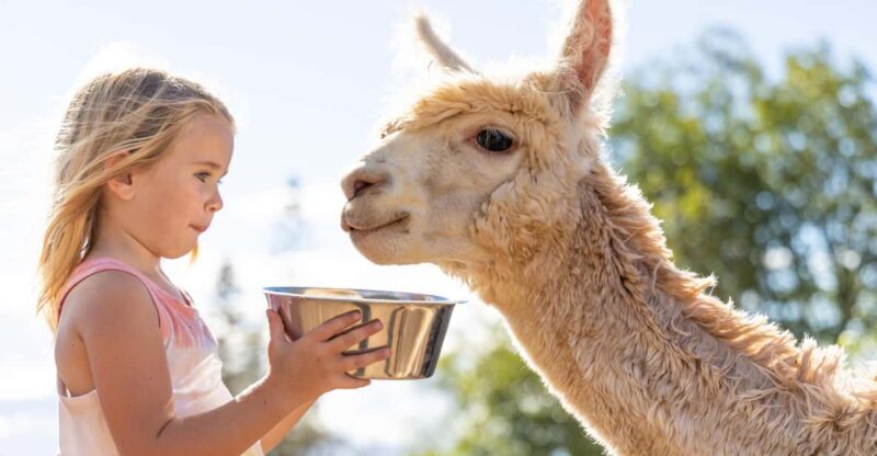 Maui: Alpaca Farm Visit with Hands-On Activities - Key Points