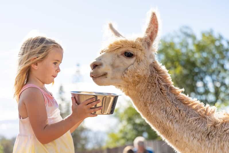 Maui: Alpaca Farm Visit with Hands-On Activities - What We Love About This Experience