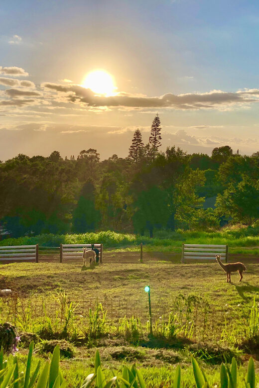 Maui: Alpaca Farm Visit with Hands-On Activities - Who Will Enjoy This Tour?
