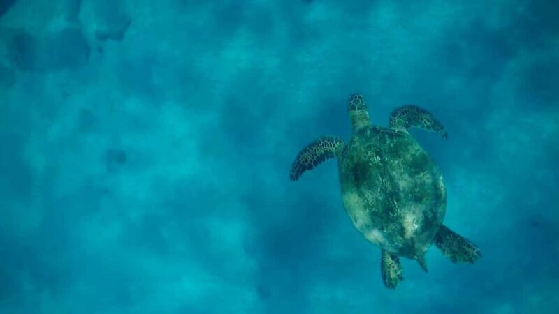 Maui and Lanai: Snorkel and Dolphin Adventure Tour - Key Points