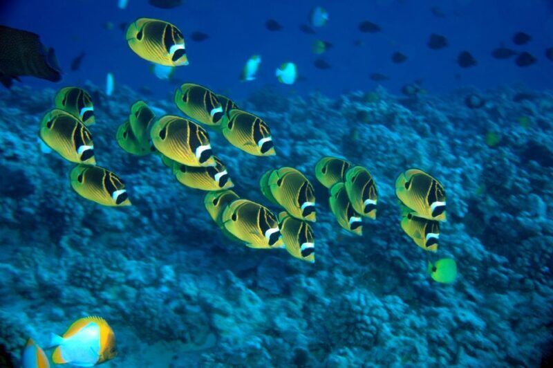 Maui Beach / Shoreline Snorkel - What to Expect During Your Snorkel Adventure
