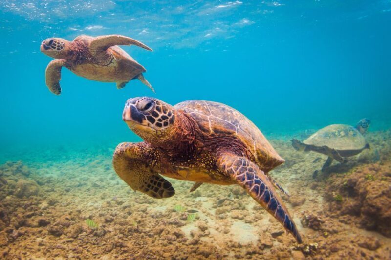 Maui Beach / Shoreline Snorkel - Is This Tour Worth the Price?