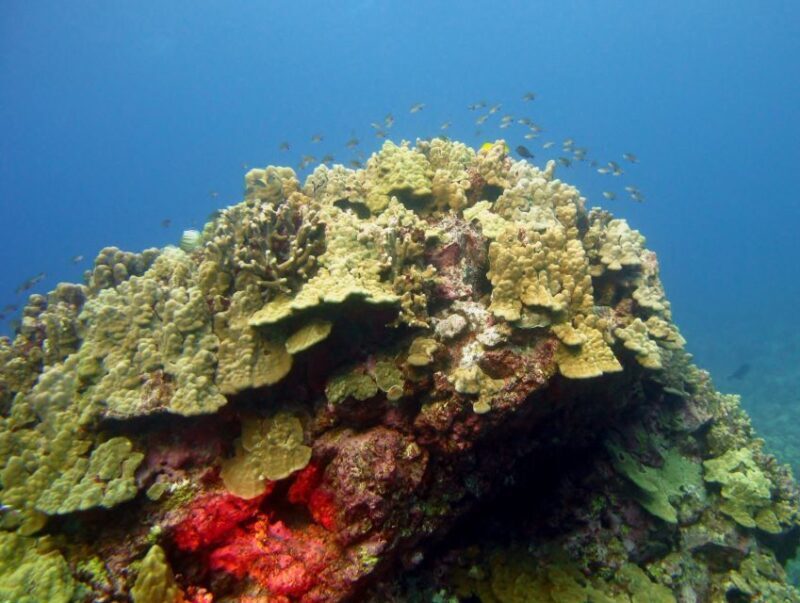 Maui Beach / Shoreline Snorkel - Who This Tour Is Best For