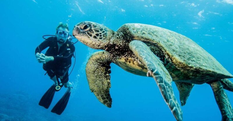 Maui: Beginner Discovery Scuba Dive Excursion from Lahaina - What to Expect on Your Maui Scuba Adventure