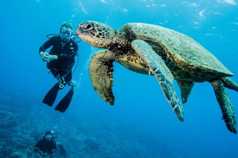 Maui: Beginner Discovery Scuba Dive Excursion from Lahaina - FAQ