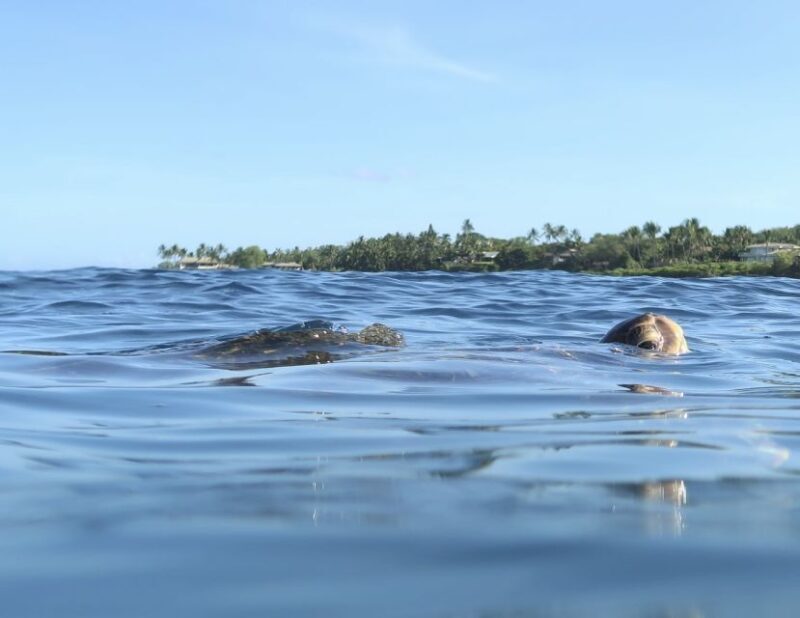 Maui: Beginner Level Private Stand-Up Paddleboard Lesson - Maui: Beginner Level Private Stand-Up Paddleboard Lesson