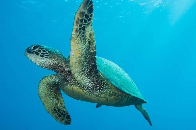 Maui Certified Shore Diving from Lahaina - Key Points