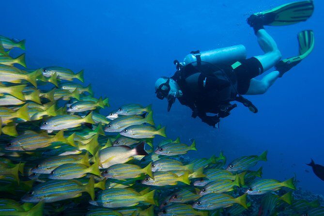 Maui Certified Shore Diving from Lahaina - A Closer Look at the Maui Shore Diving Experience