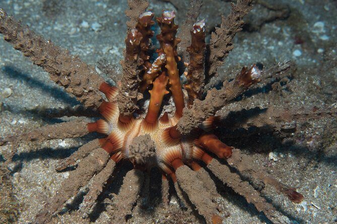 Maui Certified Shore Diving from Lahaina - The Sum Up: Why This Shore Diving Tour Delivers