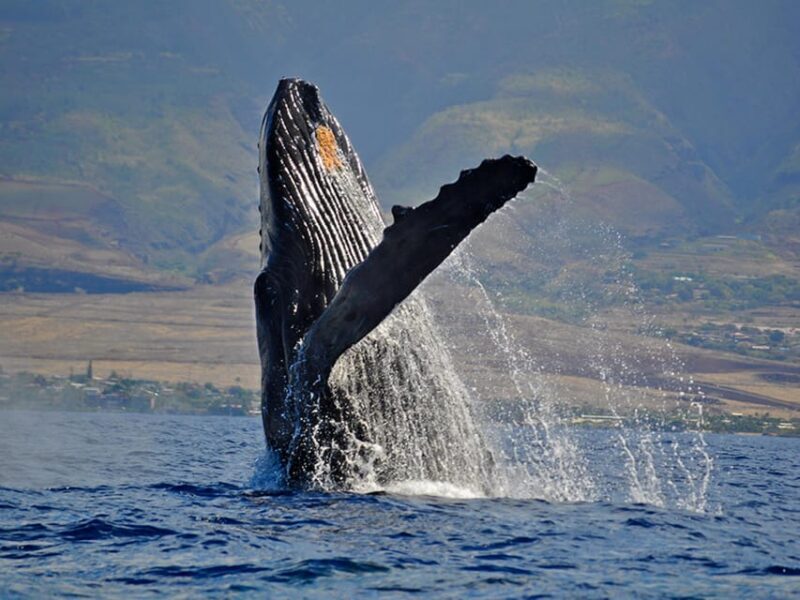Maui: Custom Elite Tour with Escalade & Meals - The Small Group Advantage