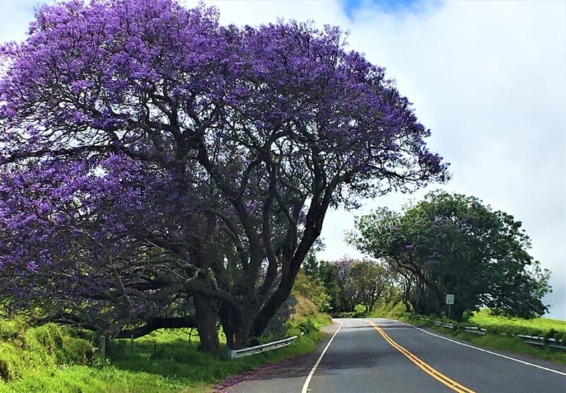 Maui: Custom Elite Tour with Escalade & Meals - Practical Details: Timing, Cost, and What to Bring