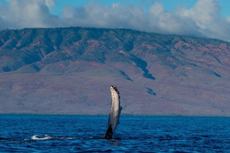 Maui: Deluxe Whale Watch Sail & Lunch from Ma`alaea Harbor - Key Points