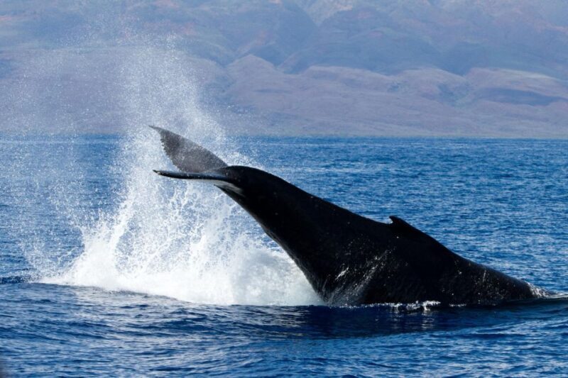Maui: Deluxe Whale Watch Sail & Lunch from Ma`alaea Harbor - A Closer Look at the Experience