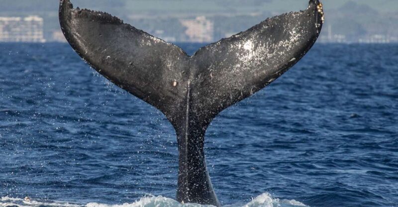 Maui: Deluxe Whale Watch Sail & Lunch from Ma`alaea Harbor - Authentic Experiences from Other Travelers